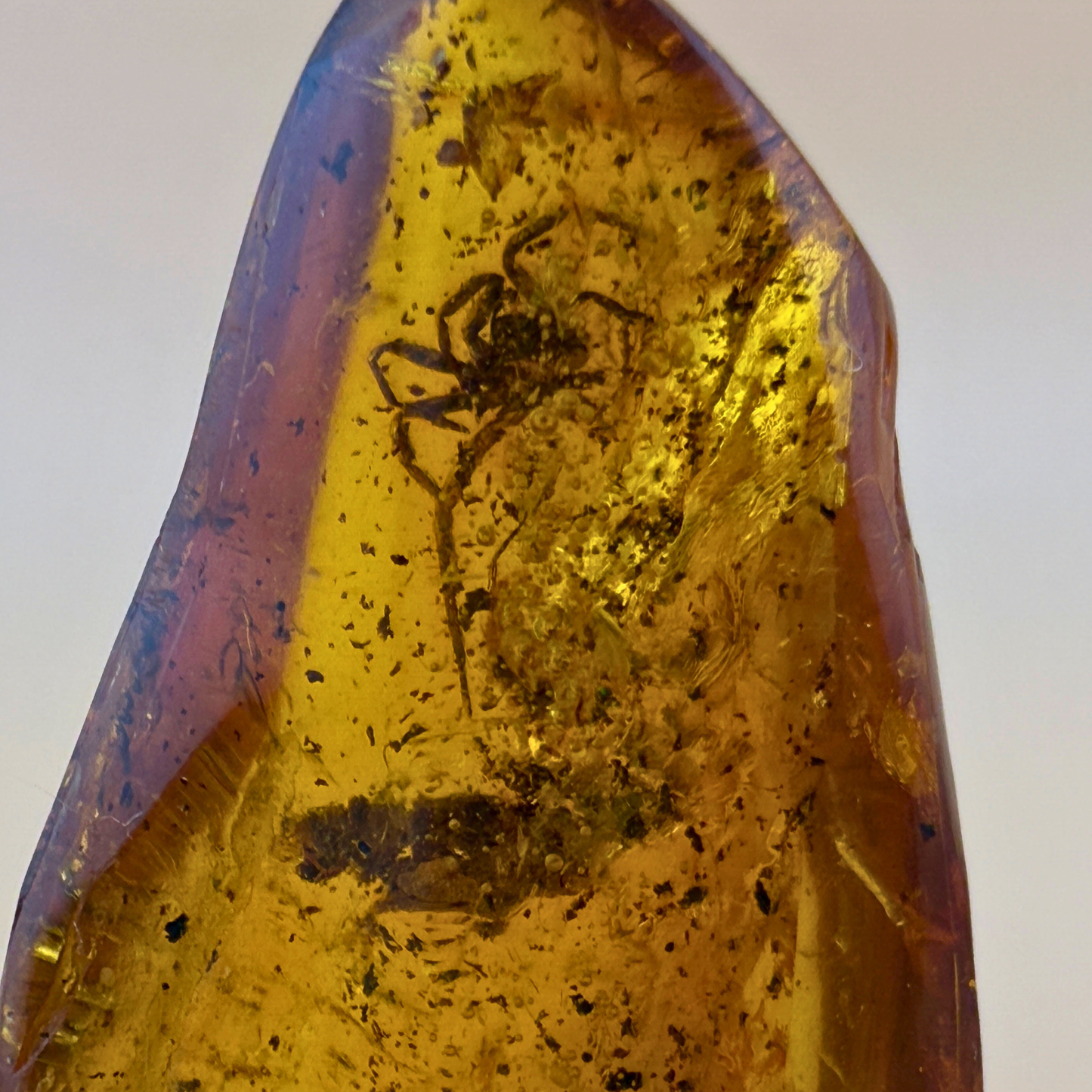 Polished amber with spider inclusion