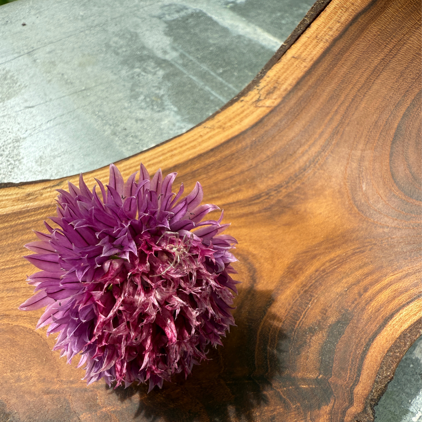 Sculptural Laburnum Wood Tray with Curved Edges