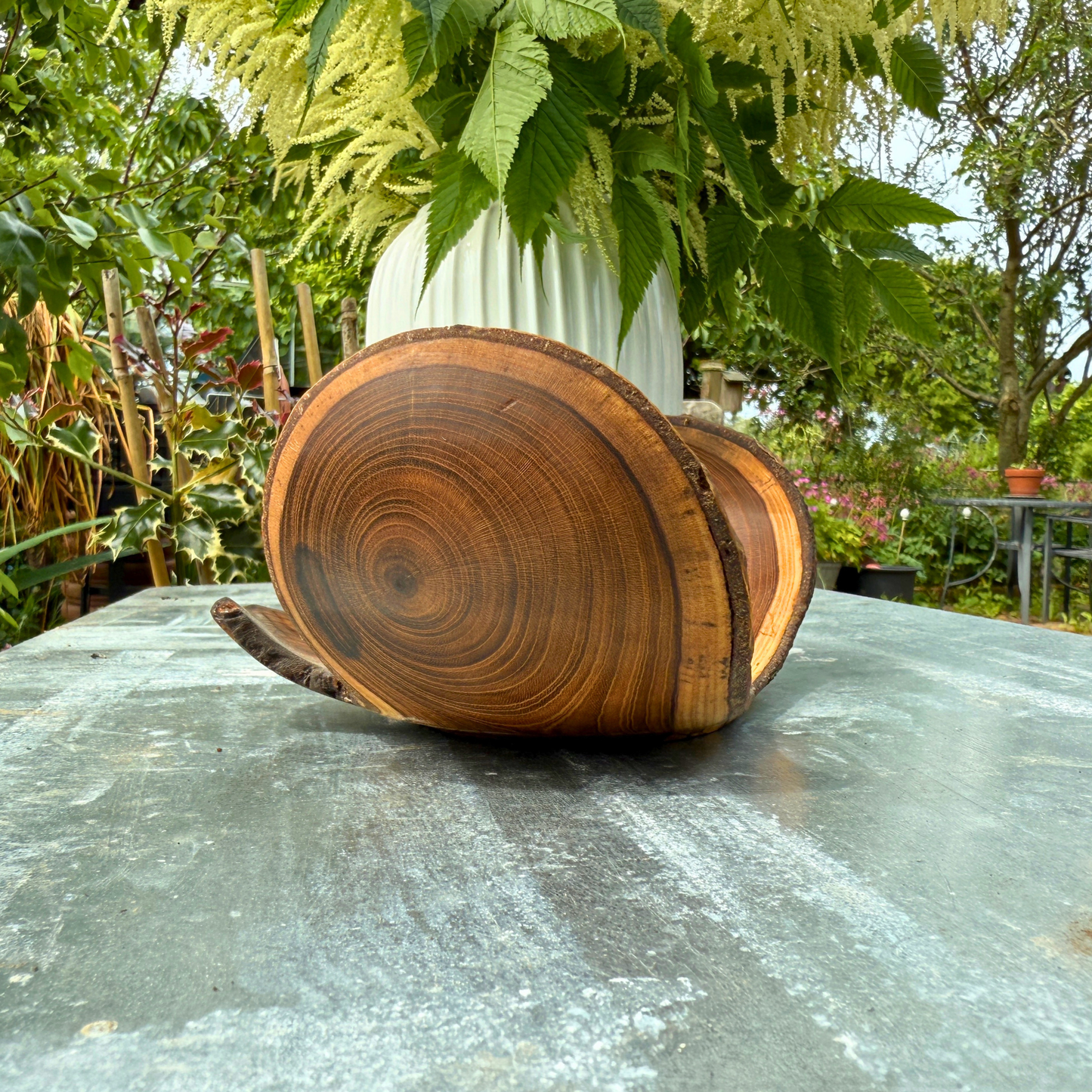 Sculptural Laburnum Wood Tray with Curved Edges