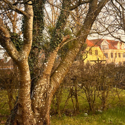 Ein Baumschnittprojekt in Hjørring