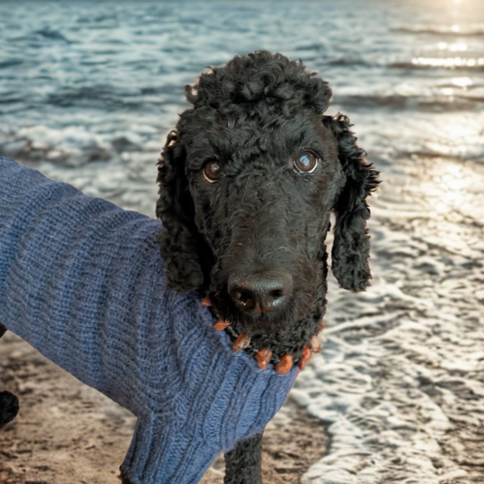 Bernstein Hundehalsband – Natürlicher Zeckenschutz