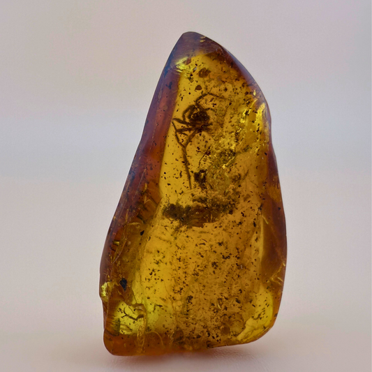 Polished amber with spider inclusion