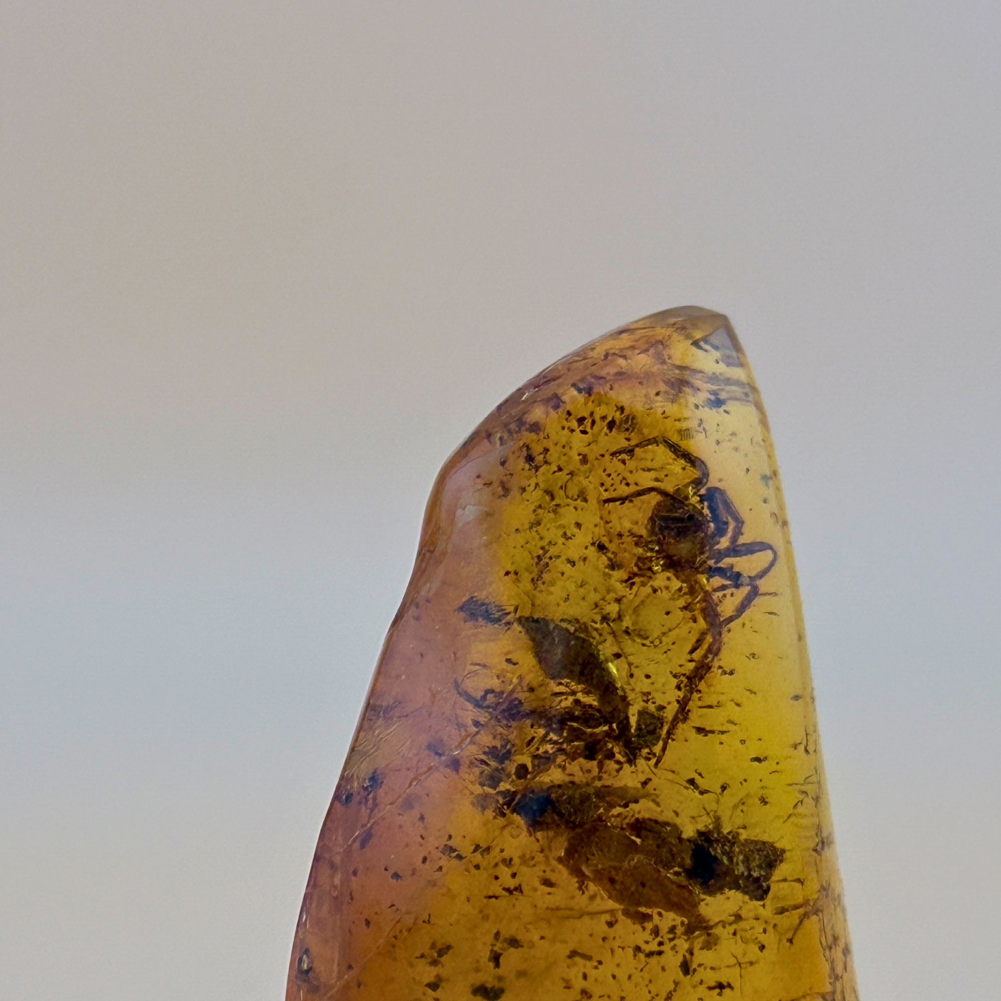 Polished amber with spider inclusion