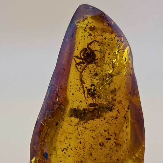 Polished amber with spider inclusion